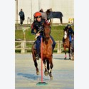 Ingrandisci - BAS1_160174